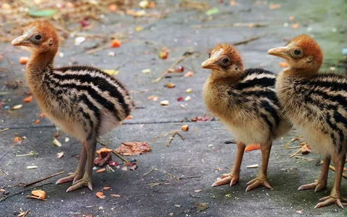 殺人鳥 是人類最早馴養(yǎng)的家禽 新研究 萬年前或被人類馴養(yǎng)