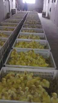 六安養(yǎng)鵝基地鵝苗孵化場大品種鵝苗價格有皖西白鵝苗