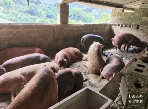 昆明已下雪 今天氣溫低至 云南再發(fā)緊急通知