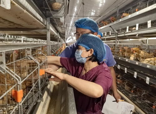 科技巾幗勇?lián)?dāng)，家禽種業(yè)譜新篇——記安徽省三八紅旗手標(biāo)兵陳興勇