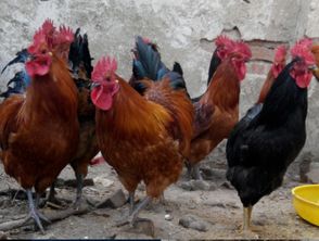 山東紅羽笨雞苗熱銷(xiāo)中 優(yōu)質(zhì)孵化場(chǎng)的品質(zhì)承諾與優(yōu)惠讓利