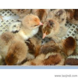 山東紅羽公雞苗孵化場(chǎng) 優(yōu)質(zhì)雞苗，優(yōu)惠供應(yīng)，助力家禽養(yǎng)殖