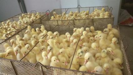 南陽(yáng)家禽孵化產(chǎn)業(yè) 以雞苗孵化廠為核心的專(zhuān)業(yè)化發(fā)展