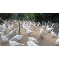 石家莊順鑫孵化廠 專(zhuān)業(yè)孵化，品質(zhì)鵝苗與家禽孵化服務(wù)