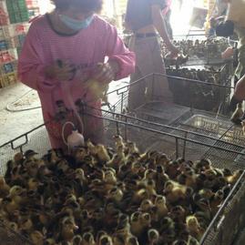 廣西龍發(fā)家禽孵化 深耕西鄉(xiāng)塘，專(zhuān)注優(yōu)質(zhì)鴨苗孵化