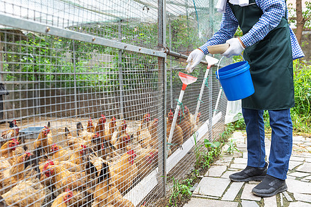 養(yǎng)雞場(chǎng)小雞孵化 家禽孵化的關(guān)鍵技術(shù)與實(shí)踐