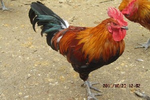 探秘云南優(yōu)質(zhì)雞苗孵化 科技賦能家禽產(chǎn)業(yè)高質(zhì)量發(fā)展